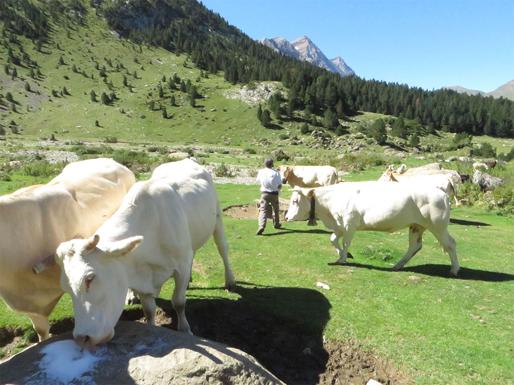 vente directe viande